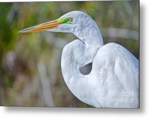 Birds Metal Print featuring the photograph Great White #2 by Judy Kay