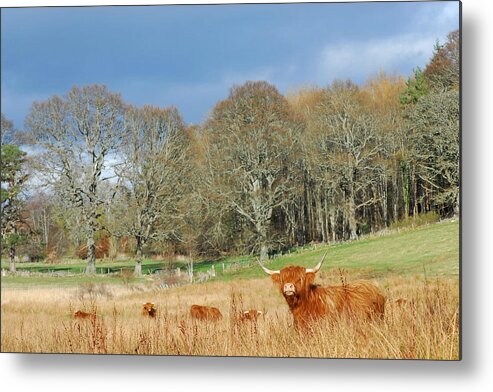 Highland Cattle Metal Print featuring the photograph Highland Cow #2 by Gavin MacRae