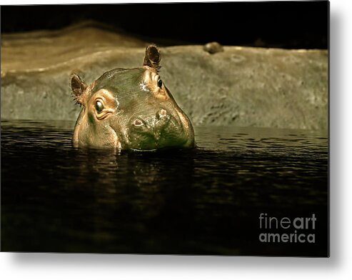 Countries Metal Print featuring the photograph Hippo Baby by Joerg Lingnau