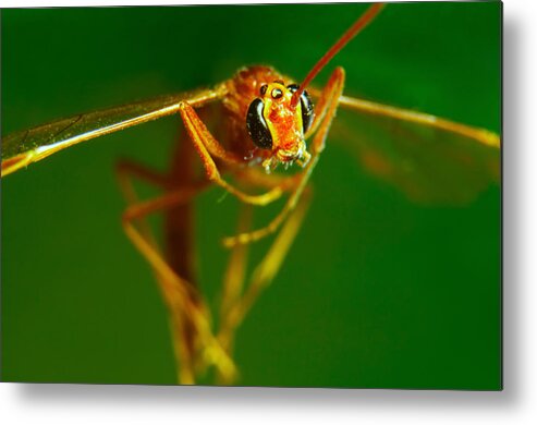 Insect Metal Print featuring the digital art Insect #2 by Maye Loeser