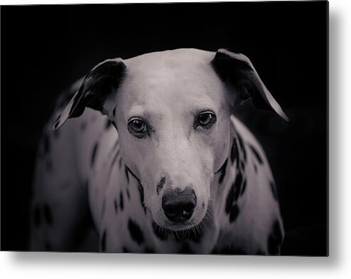 Animal Metal Print featuring the photograph Jolie #2 by Brian Cross