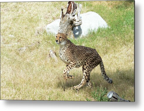 Cheetah Metal Print featuring the photograph Jump #2 by Fraida Gutovich