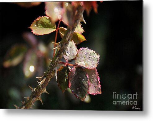 Leaf Metal Print featuring the photograph Leaf #2 by Ilaria Andreucci