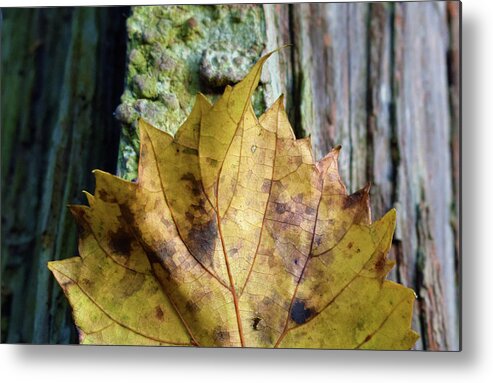 Photograph Metal Print featuring the photograph Leaf #2 by Larah McElroy