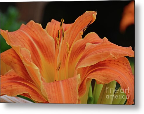 Joshua Mimbs Metal Print featuring the photograph Lilly #2 by FineArtRoyal Joshua Mimbs