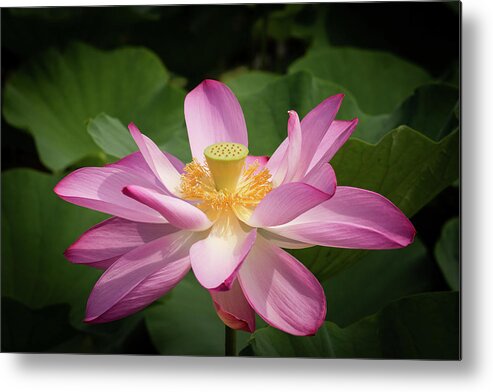 Flower Metal Print featuring the photograph Lotus #2 by Richard Macquade