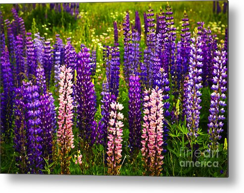 Flowers Metal Print featuring the photograph Lupin flowers in Newfoundland 3 by Elena Elisseeva