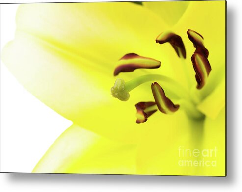 Abstract Metal Print featuring the photograph Oriental Lily Flower #2 by Raul Rodriguez