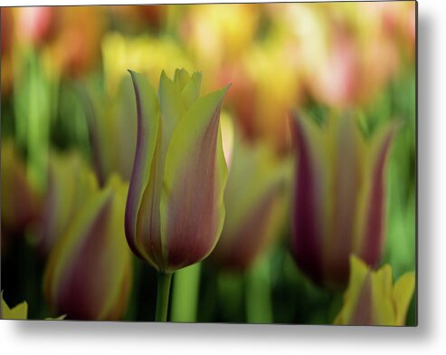 Jay Stockhaus Metal Print featuring the photograph Pink and Yellow #2 by Jay Stockhaus