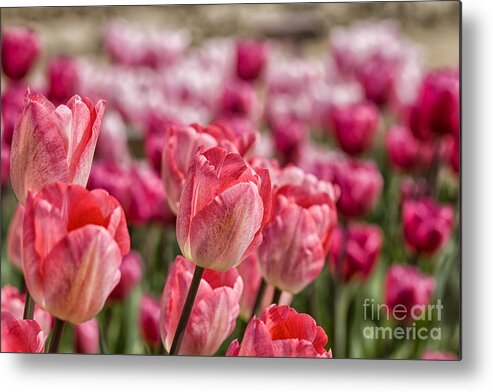 Tulips Metal Print featuring the photograph Pink colored tulips by Patricia Hofmeester