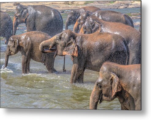 Pinnawala Elephant Orphanage Metal Print featuring the photograph Pinnawala - Sri Lanka #2 by Joana Kruse