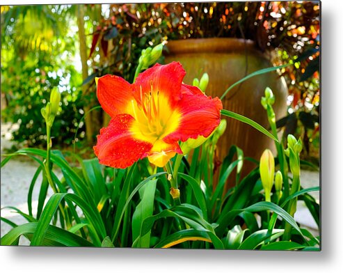 Beautiful Metal Print featuring the photograph Pretty flower by Raul Rodriguez