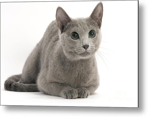 Cat Metal Print featuring the photograph Russian Blue Cat #2 by Jean-Michel Labat
