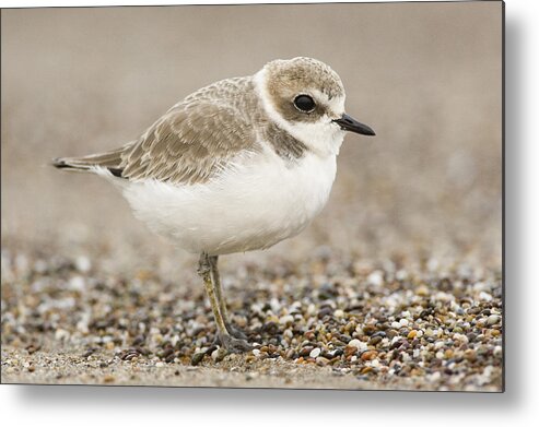 00429790 Metal Print featuring the photograph Snowy Plover In Winter Plumage Point #2 by Sebastian Kennerknecht