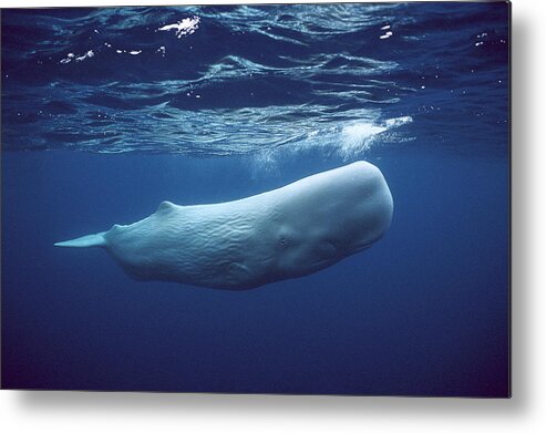 00270022 Metal Print featuring the photograph White Sperm Whale by Hiroya Minakuchi
