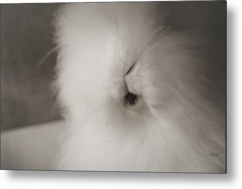 Cutie Cottonball Metal Print featuring the photograph Sweet Bunny... #2 by The Art Of Marilyn Ridoutt-Greene