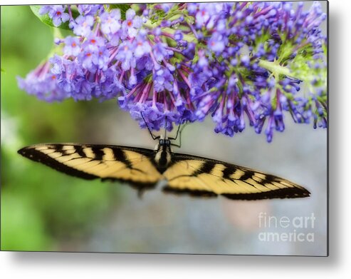 Tiger Swallowtail Metal Print featuring the photograph Tiger Swallowtail feeding on flower by Dan Friend