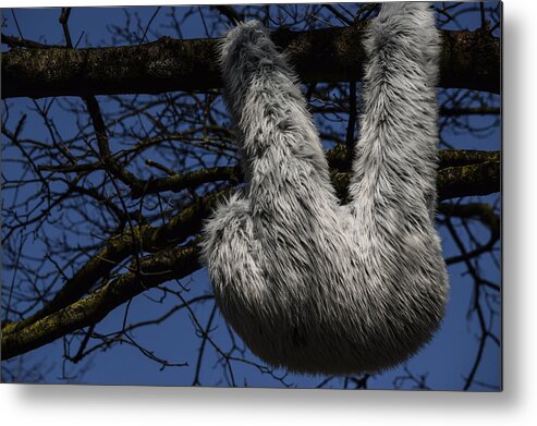 2015 Metal Print featuring the photograph Tree decorated with apes #2 by TouTouke A Y