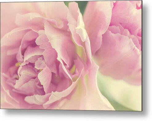 Tulips Metal Print featuring the photograph Tulips #2 by Cindy Grundsten