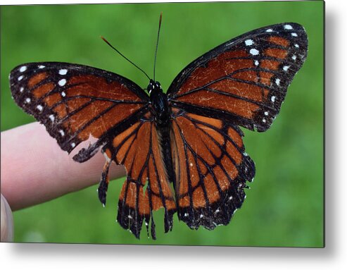 Photograph Metal Print featuring the photograph Viceroy Butterfly #2 by Larah McElroy