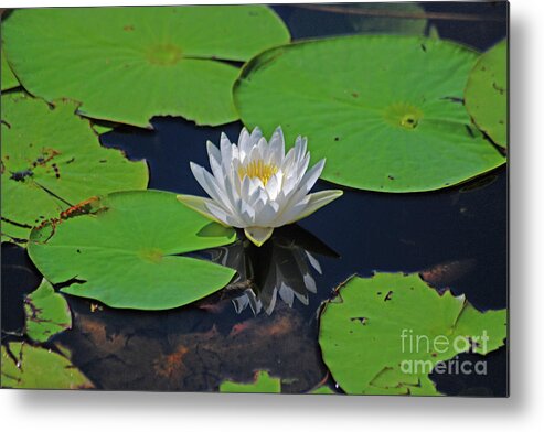 White Water Lily Metal Print featuring the photograph 2- White Water Lily by Joseph Keane