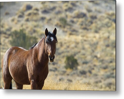 Horses Metal Print featuring the photograph Wild Mustang Horse #2 by Waterdancer 