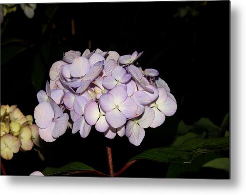 Flowers Metal Print featuring the pyrography 2010 Hydrangea 1 by Robert Morin