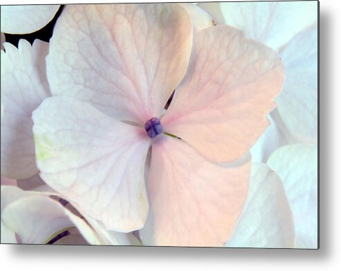 Nature Metal Print featuring the pyrography 2010 Hydrangea Up Close 4 by Robert Morin