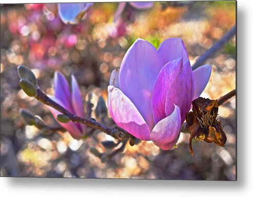 Magnolias Metal Print featuring the photograph 2015 Early Spring Magnolia by Janis Senungetuk