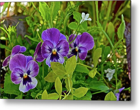 Pansies Metal Print featuring the photograph 2016 Early May Pansies 1 by Janis Senungetuk
