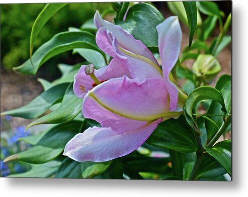 Lily Metal Print featuring the photograph 2016 July at the Garden Lily Opening by Janis Senungetuk