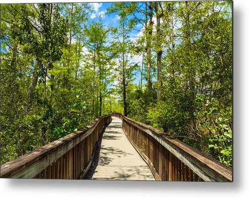 Everglades Metal Print featuring the photograph Florida Everglades #24 by Raul Rodriguez