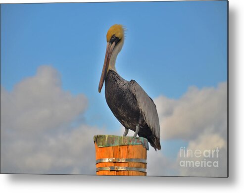 Pelican Metal Print featuring the photograph 24- Pelican by Joseph Keane