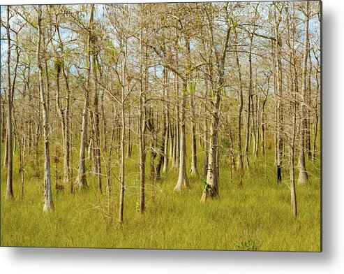 Big Cypress National Preserve Metal Print featuring the photograph Florida Everglades by Raul Rodriguez
