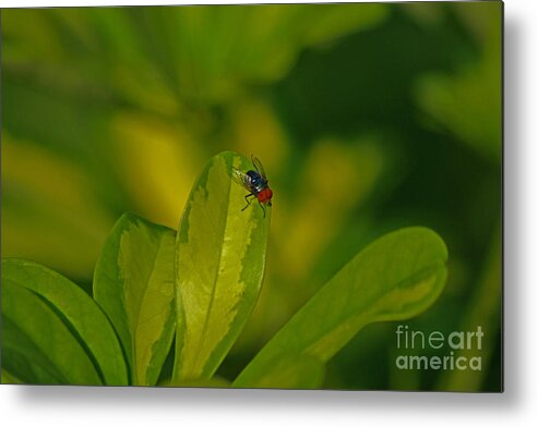 Fly Metal Print featuring the photograph 29- The Fly by Joseph Keane