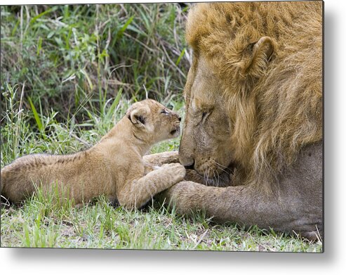 00761317 Metal Print featuring the photograph African Lion Cub Playing With Adult #3 by Suzi Eszterhas