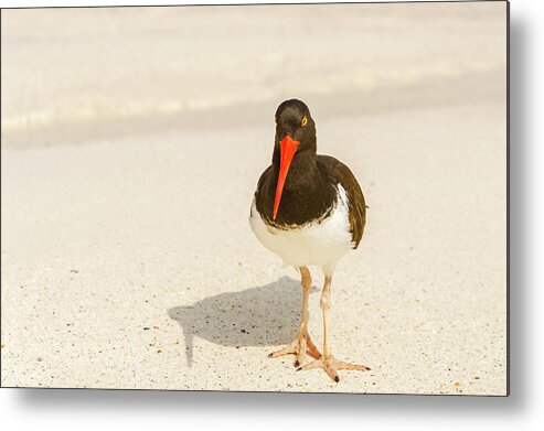 American Oystercatcher Metal Print featuring the photograph American Oystercatcher, Haematopus palliatus, looking for food #3 by Marek Poplawski