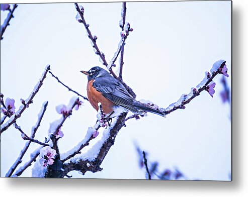 American Robin Metal Print featuring the photograph American Robin Perched On Blooming Peach Tree In Spring Snow #3 by Alex Grichenko