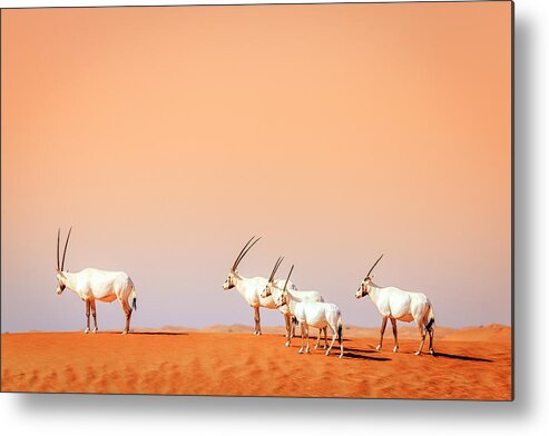 Arabian Metal Print featuring the photograph Arabian Oryx #3 by Alexey Stiop