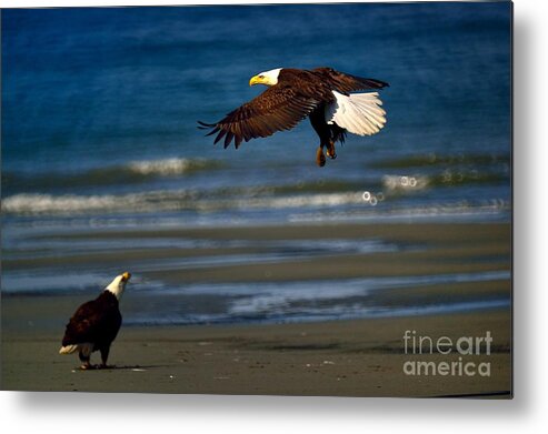 Bald Eagle Metal Print featuring the photograph Bald Eagle #3 by Marc Bittan