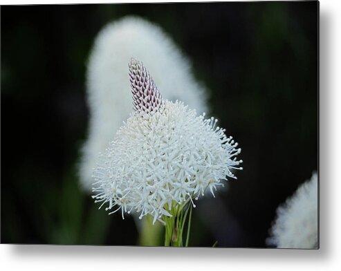Bear Grass Metal Print featuring the photograph Bear Grass #2 by Whispering Peaks Photography