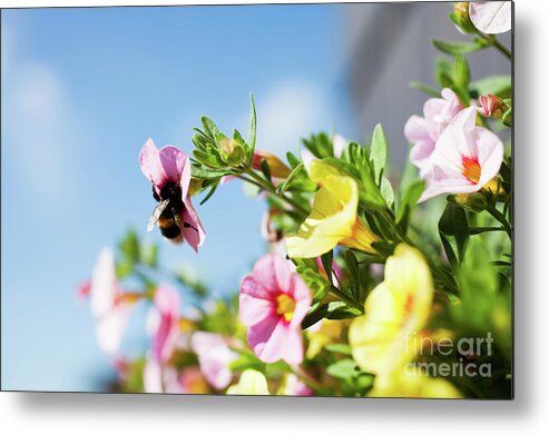 Bumblebee Metal Print featuring the photograph Bumblebee #3 by Kati Finell