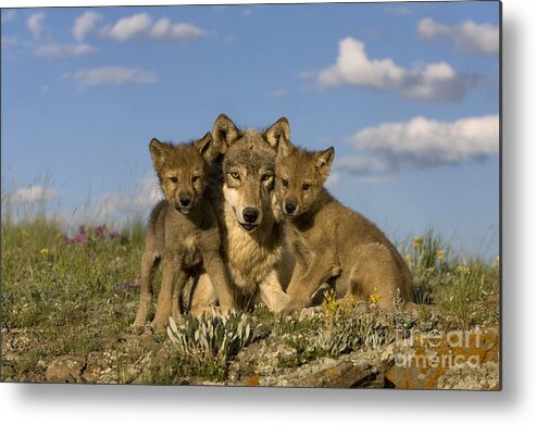 Gray Wolf Metal Print featuring the photograph Gray Wolf And Cubs #3 by Jean-Louis Klein & Marie-Luce Hubert