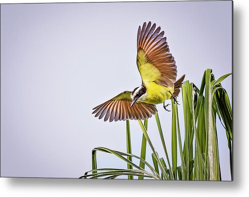 Animal Metal Print featuring the photograph Great Crested Flycatcher by Peter Lakomy