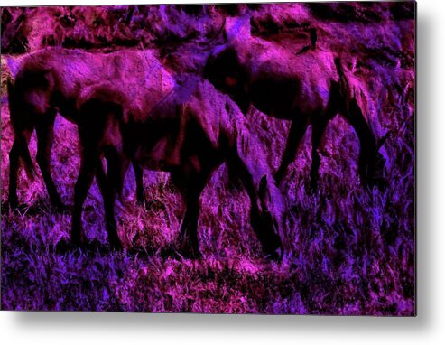 Horses Metal Print featuring the photograph 3 Horses 8 by Kristalin Davis