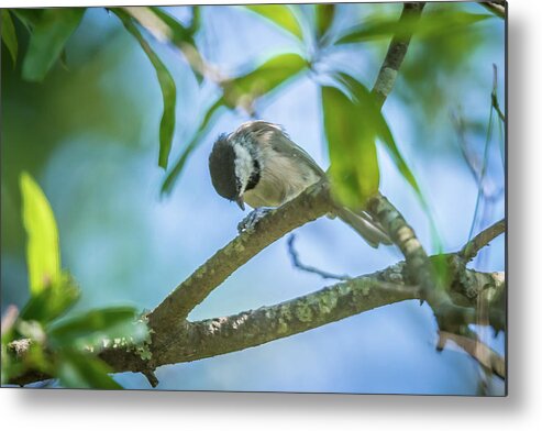 Nature Metal Print featuring the photograph Huthatch bird nut pecker in the wild on a tree #3 by Alex Grichenko