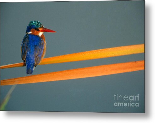 Alcedo Cristata Metal Print featuring the photograph Malachite Kingfisher #3 by Art Wolfe