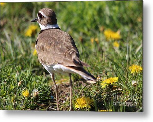 Mccombie Metal Print featuring the photograph Male Killdeer Decoy #4 by J McCombie