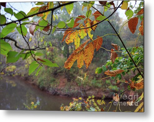 Forest Metal Print featuring the photograph Martin Park in the Fog #3 by Richard Smith