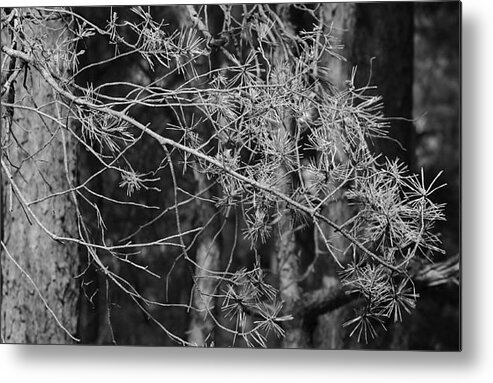 Forest Metal Print featuring the photograph Pine Trees #10 by Dariusz Gudowicz